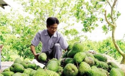 Vô một vườn ở Cần Thơ, thấy ông nông dân bẻ trái đặc sản bán, toàn quả to bự, cứ 1ha thu 1 tỷ đồng