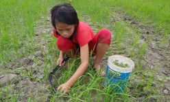 Loại rau dại mọc hoang vạ vật ruộng đồng Tây Ninh, giàu Saponin, hái lên chưa kịp rửa đã tranh nhau mua