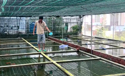 Việc nhẹ, lương cao, anh nông dân Bến Tre nuôi con tí hon, sắc màu huyền ảo, thu 400 triệu/năm