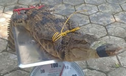 Hết hồn, phát hiện con cá sấu trong bể cá Koi của nhà một người dân ở Lào Cai