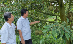 Trồng 2 loại cây đặc sản, cây nào cũng ra trái ngon, một HTX ở Cần Thơ giúp nông dân giàu hẳn luôn