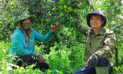 Hội Nông dân Bình Dương: Nhiều cách làm hay hỗ trợ hiệu quả cho hội viên, nông dân làm giàu