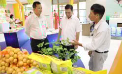 Nông dân Sóc Trăng mang gạo ST25, hành tím Vĩnh Châu, chanh dây ngọt lên TP.HCM chào hàng