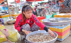 Mùa nước nổi Đồng Tháp, ngoài ruộng nước đỏ phù sa, trên chợ la liệt cá đồng