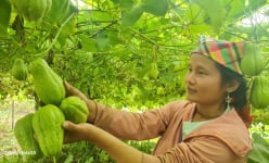 'Lạc vô khu rừng' ở Yên Bái, ngước lên thấy quả treo la liệt, dân cắt bán 7 tấn/ngày, đó là quả gì?
