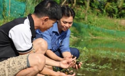'Liều' đào ao trong ruộng lúa để nuôi con đặc sản chả tốn mấy tiền thức ăn, dân Yên Bái bán 60.000 đồng/kg