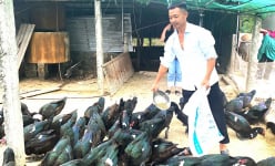 Vật nuôi mới lạ, lông ánh màu than, đẻ đều, đẻ khỏe giúp một nông dân Hà Tĩnh có của ăn của để
