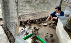 Con động vật hoang dã bay như chim, anh nông dân Đồng Tháp nuôi thành công, bán hút hàng, cả làng bất ngờ