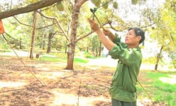 Nghề lạ ở một thành phố của Đồng Nai, leo trèo 'trói cành giữ quả' mà được 'trả lương cao', 20 triệu/tháng