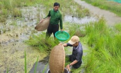 Đây cánh đồng hoang la liệt cỏ dại, dân nơi này ở Long An mang rổ xúc loài cá gì mà bán 450.000 đồng/kg?
