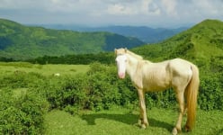 Cách Hà Nội 100km là một thảo nguyên ví như 'Đà Lạt thu nhỏ ở Bắc Giang', đàn trâu, ngựa trắng thung thăng gặm cỏ
