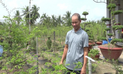 Loại cây cảnh thân 'mọc' la liệt u cục hình mặt khỉ, nơi này ở Tiền Giang, hễ nhà nào trồng là giàu hẳn lên