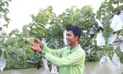 Cây na trồng ở một nơi của Sóc Trăng 'lạ lắm', tốt um tùm, thò tay bẻ trái to bự, bán cao nhất 90.000 đồng/kg