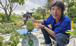 Trồng cây ra quả 'khổng lồ' ở Cần Thơ, nặng như sầu riêng, bán giá cao nhất 90.000 đồng/kg, đó là trái gì?