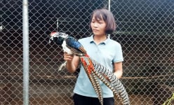 Con vật nuôi mới lạ này bộ lông có tới 7 màu, một nông dân Bắc Giang được cấp mã nuôi động vật quý hiếm