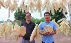 Trồng cây ra quả, non chả ăn, để già khú, ấy thế mà nông dân Nghệ An vẫn kiếm bộn tiền, vì sao vậy?
