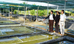 Nuôi con đặc sản hiền khô, 'bơi đủng đỉnh', một chị nông dân Long An bắt bán 50.000 đồng/kg