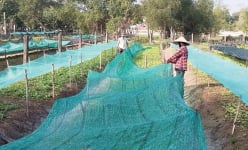 Trồng rau vượt lũ ở một xã của TT-Huế là trồng kiểu gì mà bán đắt hơn 2-3 lần so với bình thường?