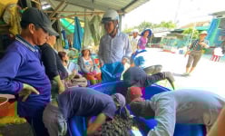 Con động vật đặc sản này xuất hiện mùa nước nổi An Giang, người đi bắt có tiền, người lột da cũng có tiền