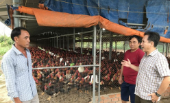 Giống gà tre do một anh nông dân Tiền Giang kỳ công lai tạo, nhân giống khiến cả làng phục lăn