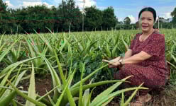 Thứ cây xòe bẹ mập mọng nước này trồng xen trong vườn cà phê, ai ngờ chị nông dân Lâm Đồng có thu nhập tốt