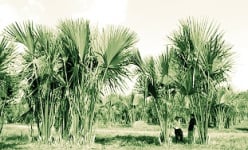 Vì sao trên đất Bình Thuận có các địa danh bắt đầu bằng từ 'Căn cứ', địa danh Rừng Lá ở đây là lá gì?