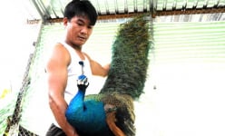 Vật nuôi đuôi dài xưa là động vật hoang dã, nay có trong sách Đỏ, trai Cần Thơ bán 6 triệu đồng/cặp