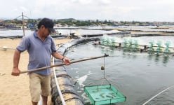 Nuôi tôm nước lợ năm 2024 ở Phú Yên, Giá cả bấp bênh, thu nhập không cao, ngành chức năng khuyến cáo
