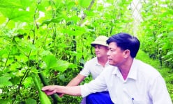 Cho bí xanh leo giàn hình chữ A quả treo la liệt, chàng nông dân tay ngang ở Nghệ An giàu hẳn lên