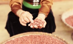 Một nơi ở Điện Biên, dân trồng thứ cây gọi quả là củ, nhổ lên, bóc ra loại hạt đỏ như son, bán giá hời