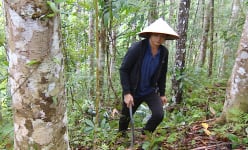 Gần 500ha rừng trồng ở Bắc Kạn 'quá tuổi' mà không thể khai thác, dân gồng gánh nợ, đến khổ!
