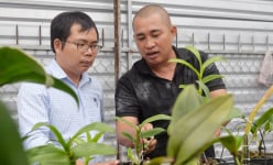 Vườn trồng loại cây ra 'hoa quý tộc', có dòng đột biến quý hiếm của chàng trai Tiền Giang, cả làng phục lăn