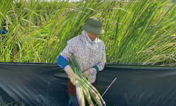 Lội vô đồng cỏ dại tốt um tùm cắt loại 'rau đặc sản' gọi thân bằng củ, dân Hưng Yên hễ bán là hết veo
