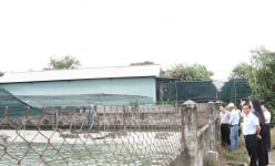 Cá sấu-loài động vật hoang dã nuôi nhiều ở Đồng Tháp đang ở trước cơ hội xuất khẩu 'thuận buồm xuôi gió'