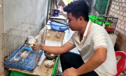 Đây là con động vật làm cảnh, xưa sống hoang dã, nay có dòng đột biến, một người Tiền Giang nuôi thành công