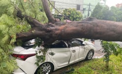 Ai phải bồi thường thiệt hại cho vụ cây phượng bật gốc ở trường tiểu học quận 12 đè ô tô hư hỏng nặng?