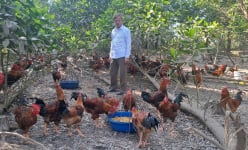 Một nông dân Thái Nguyên có thu nhập hàng trăm triệu/ năm nhờ bí quyết nuôi gà thả đồi đẹp mã, thịt ngon