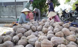 Loại quả ngon ăn tốt cho não, đang tăng giá tốt, nhà nào huyện này của Khánh Hòa cắt bán là trúng