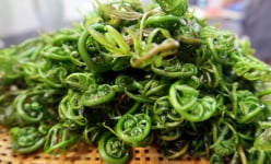 Một loại rau dại mọc hoang tên nghe mắc cười này ăn với cháo cá đồng, húp vài thìa tỉnh cả người