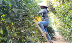 Giá tiêu còn giữ ở mức cao nhưng coi chừng những rủi ro khó lường
