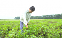Loại rau gia vị 'thơm quá đáng' này dân nhậu ham ăn, ở Hà Tĩnh làm gì mà lắm thế, nghe xong bất ngờ?