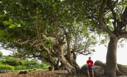 Một hòn đảo rộng  2,3km2 cách bờ biển Quảng Trị 30km, 70% diện tích đảo là rừng nguyên sinh, vô số cây cổ thụ