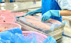 FTA Việt Nam - Mercosur khởi động đàm phán: Kỳ vọng cho XK cá tra sang Brazil