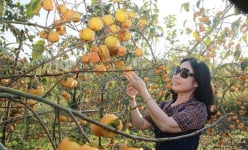 Một nơi ở Sơn La cách Hà Nội 200km có các khu vườn bước vô chả thấy lá, toàn quả vàng, tha hồ chụp ảnh