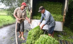 Đây là rau gia vị rắc vài cọng vào tô canh chua thơm khắp nhà, dân Tiền Giang cắt lên, ô tô chở đi hết