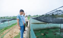 Nuôi dày đặc 2 con đặc sản bình dân chung một ao, một nông dân Bắc Giang phát tài, bắt lên là bán hết sạch