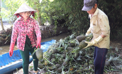Loại quả ngon này ở Hậu Giang giá đang giảm, vì sao nông dân nói bán vẫn lời?