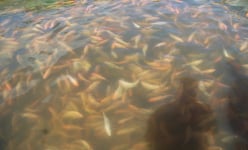 Một cái hồ nước đẹp như phim ở Bình Định, dân đang nuôi cá đặc sản gì mà bán được sang cả Nhật Bản?