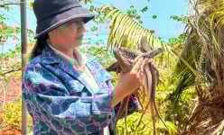 Con đặc sản này vốn là động vật hoang dã, chạy nhanh như gió, nuôi thành công ở Bình Thuận, bán cho nhà giàu