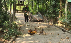 Lạ đời, một ông nông dân Quảng Bình nuôi động vật hoang dã cho ăn thóc, ăn ngô, thả bay bớt vô rừng rậm